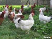 Kury Nioski ROSA MESSA LEGHORN DOMINANT Kurki z wolnego-wybiegu.FERMA