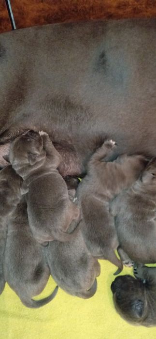 Кане корсо цуценята