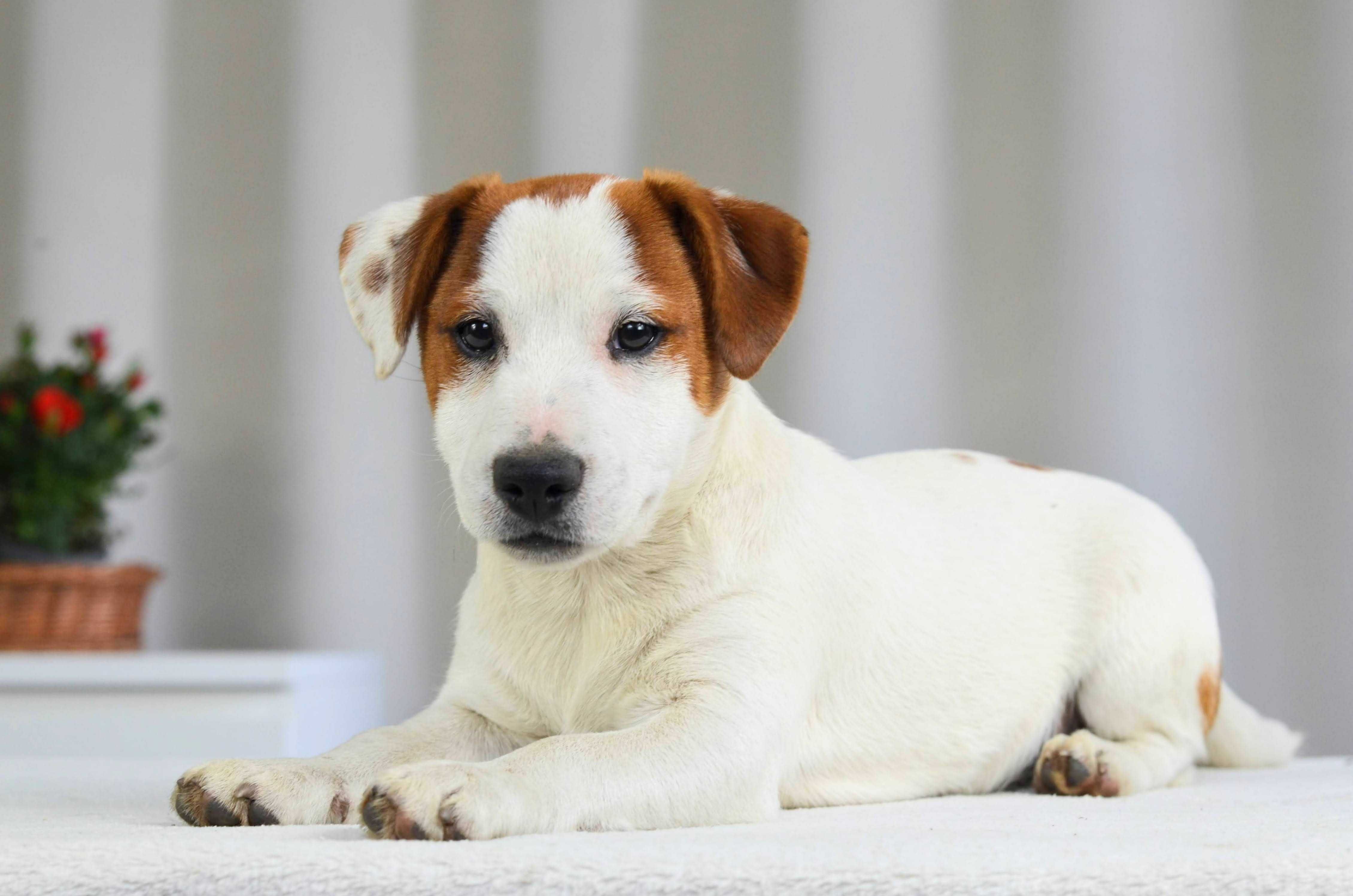 JACK RUSSELL TERRIER piesek gładkowłosy ZKwP/FCI do odbioru