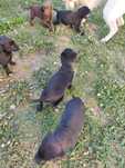 Labrador czekoladowe i czarne