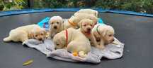 Labradory z Rodowodem 4- pokolenia  retriever  boszkoptowe