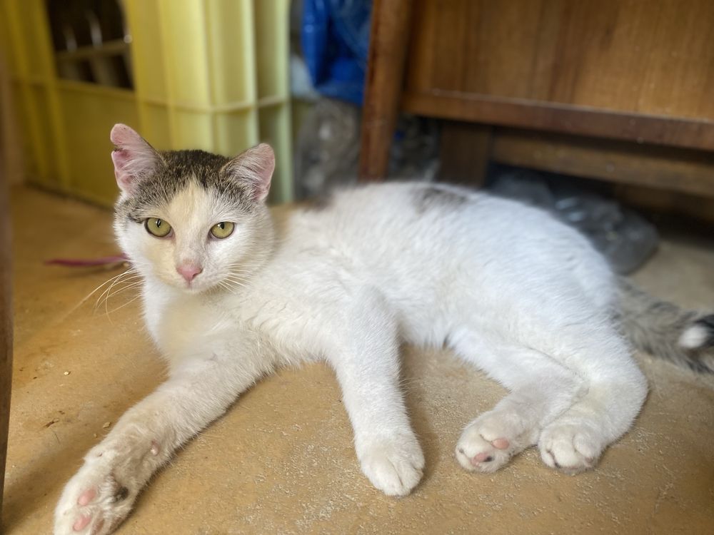 Sympatyczny Puszek kocurek do adopcji