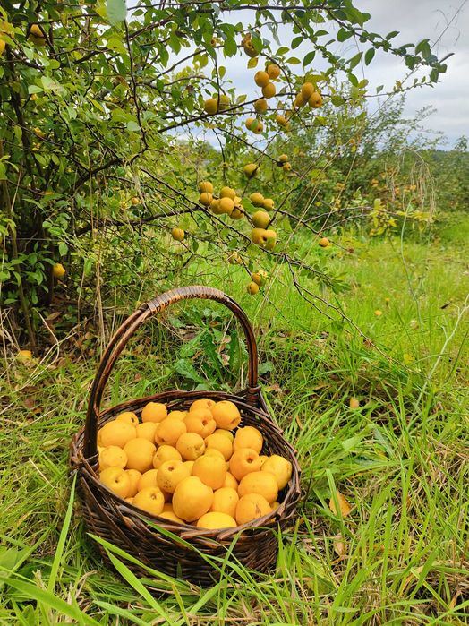 Pigwowiec japoński pigwa owoce 100% Ekologiczne 15kg