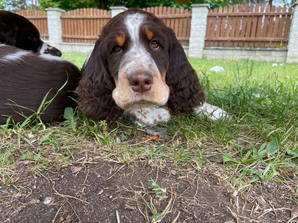 Suczka Springer Spaniel Angielski FCI