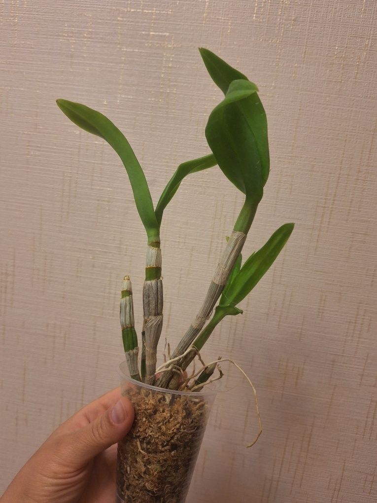 Dendrobium Wave Pink орхідея