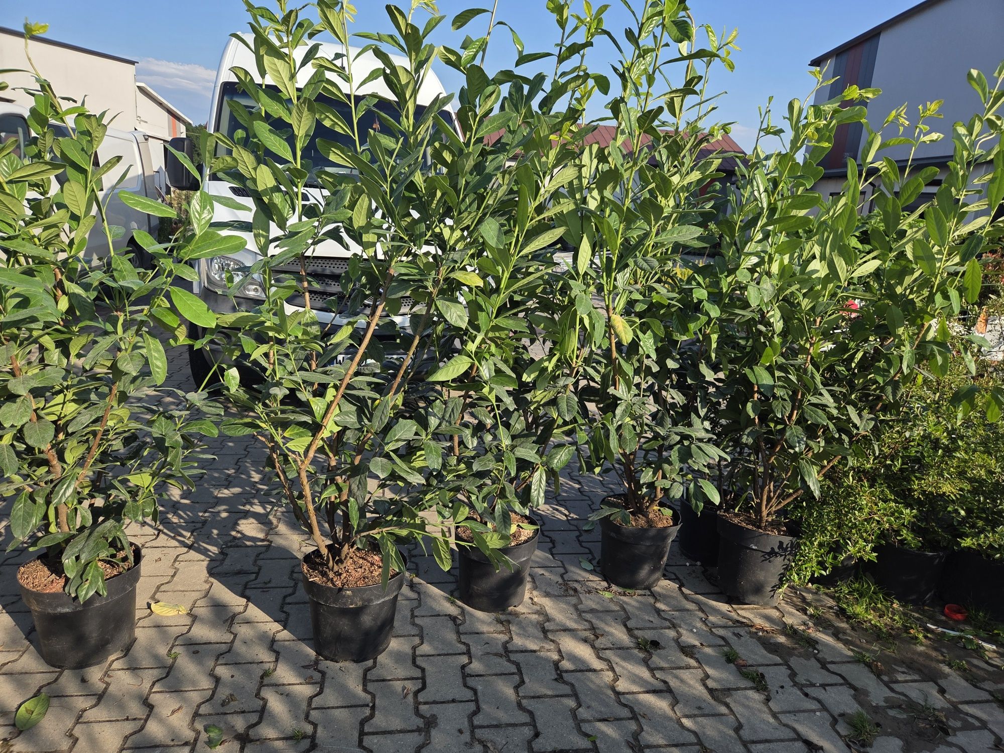 Laurowiśnia NOVITA 150-170 cm piekne
