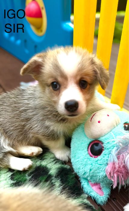 Welsh corgi pembroke piesek rudo bialy bez ogonk po Championie FCI