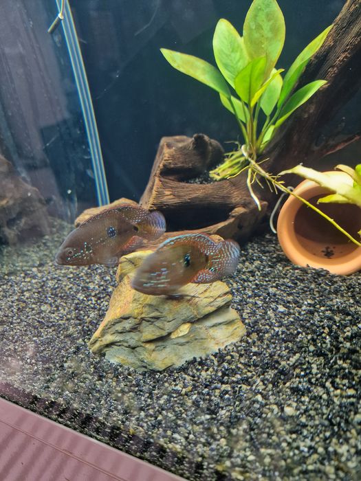 Dois Peixe joia soudaveis