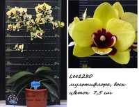 Домашня орхідея Lee1280 мультифлора воск орхидея