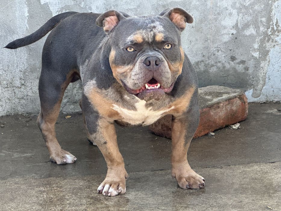 American bully  merle para montas