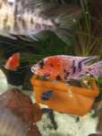 Aulonocaras calico ob