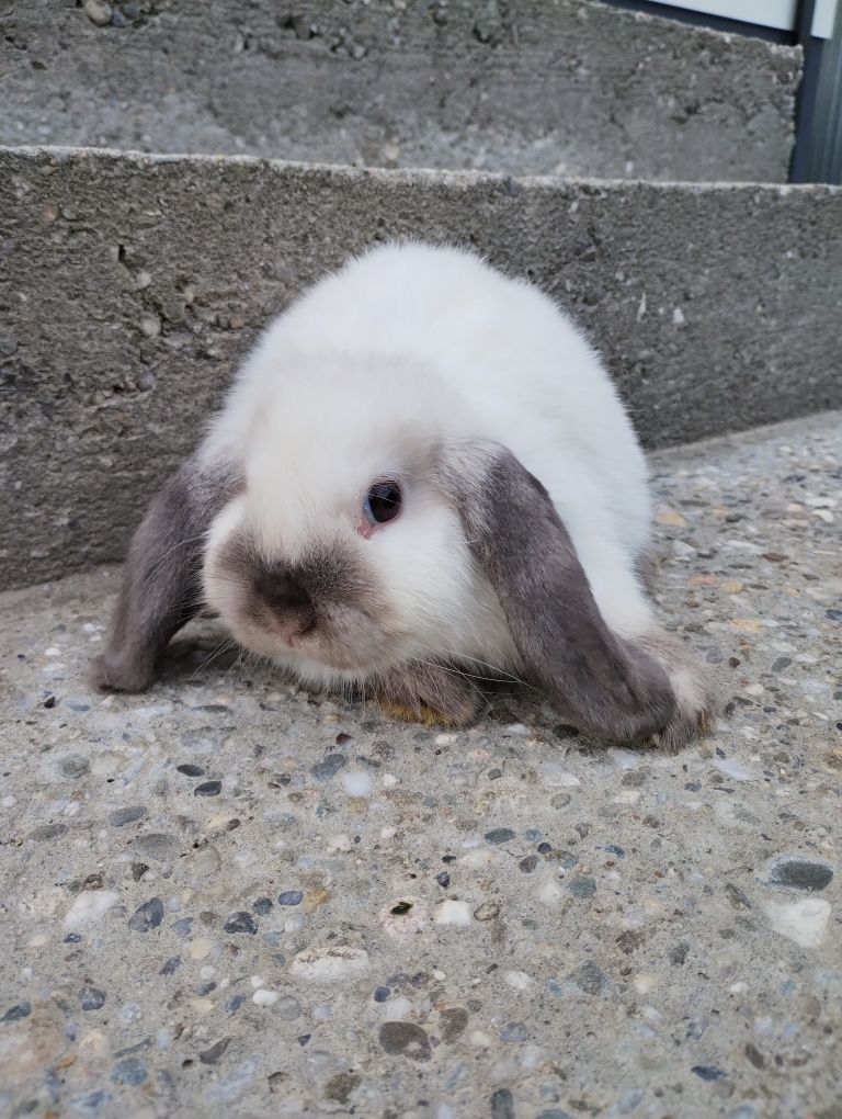 Mini lop królik gotowy do odbioru