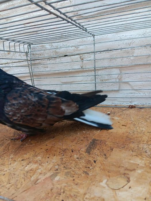 Gołębie mikołajewskie kirowogradzkie