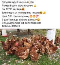 Продам Курей Несучок