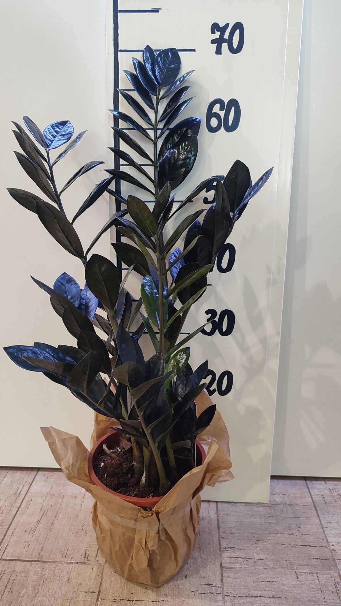 Продам земіакулькус