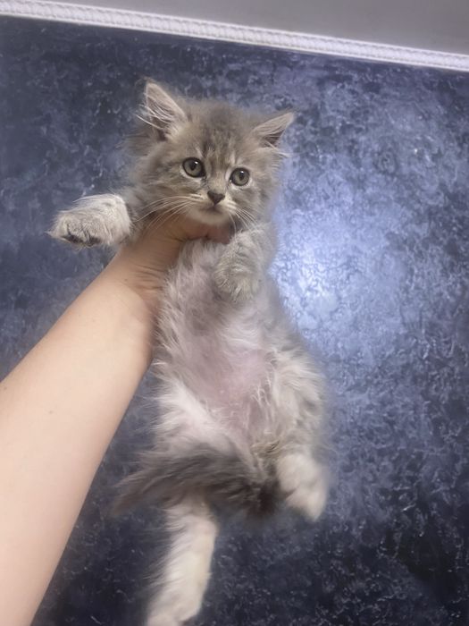 Котенята британці