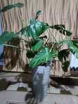 Monstera odbiór osobisty