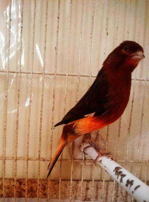 Kanarki czerwone,mozaika biała,mozaika czerwona,kasztan