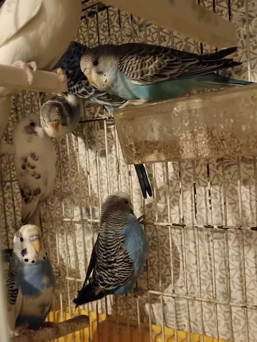 Piriquitos machos e fêmeas