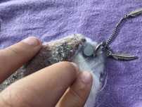 maska therian calio cat