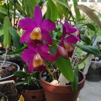 Орхидея каттлея епидендрум дендробиум