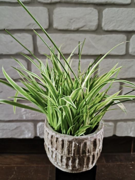 Zielistka Chlorophytum bezpieczna dla zwierząt kotów psów sadzonki