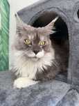 Maine Coon. Rodowód. FPL, FIFe. Hodowla