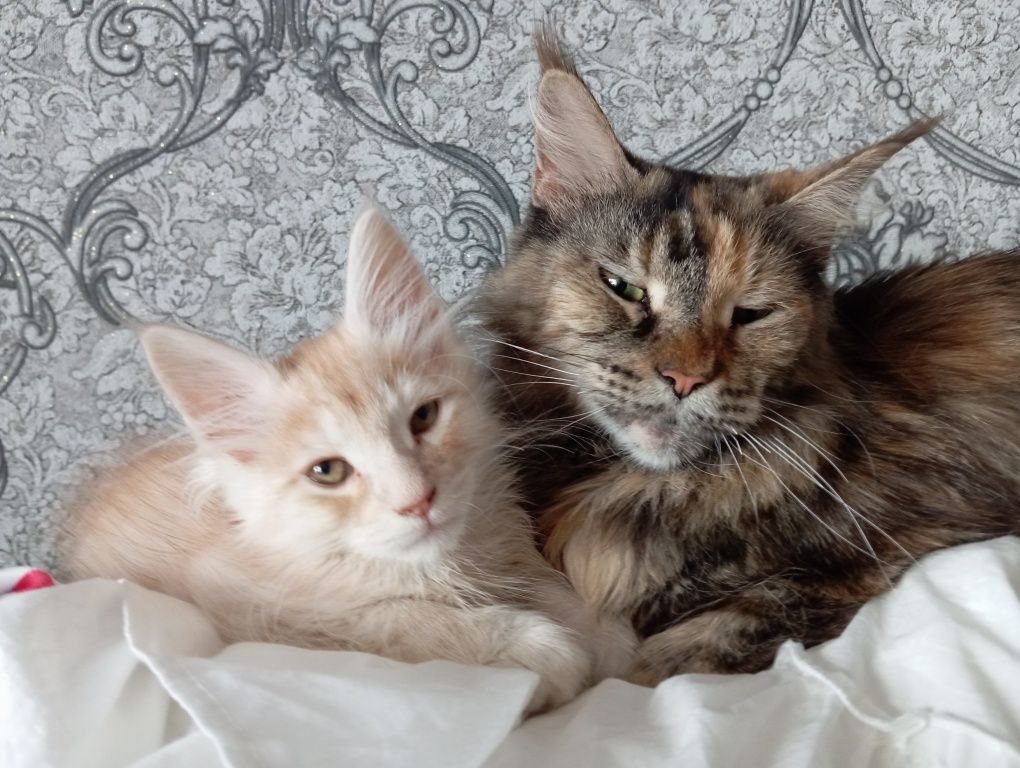 Котик метис Мейн-куна