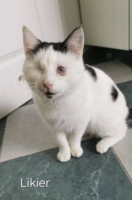 Przytulaśne koty czekają na kochające domy