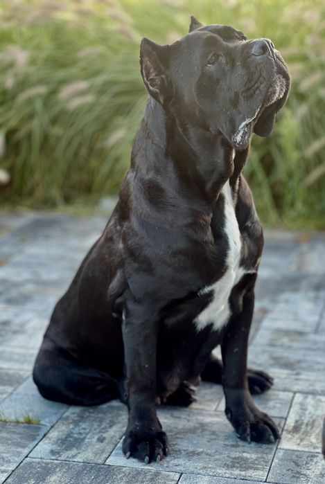 Cane Corso FCI/ZKwP Caro Corso czarny samiec szczenię