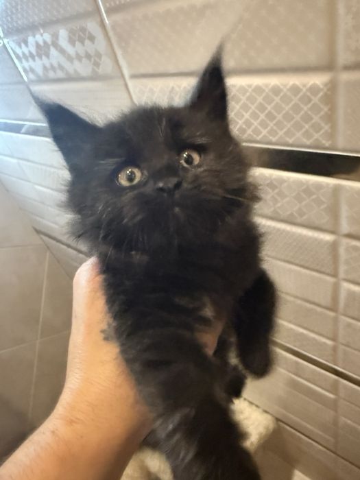 Пропоную чудових котят породи Мейн-кун.Питомник з хорошим родословним.