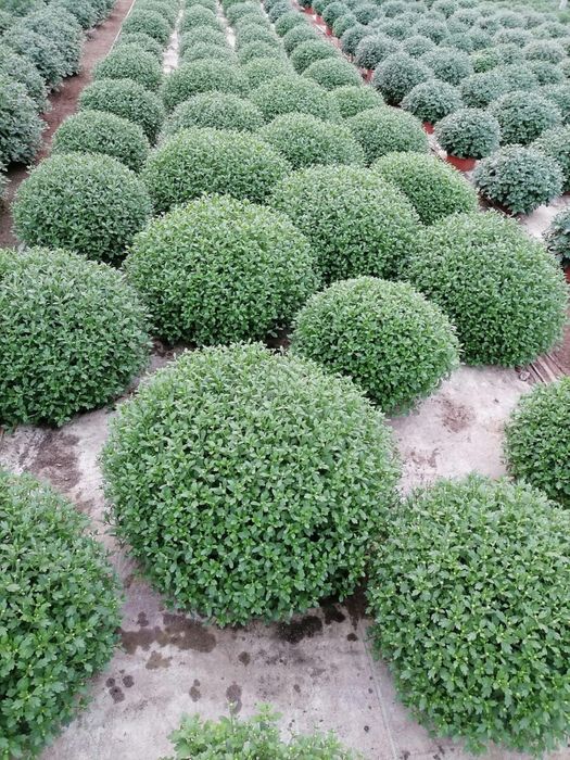 Chryzantemy producent HURT/DETAL