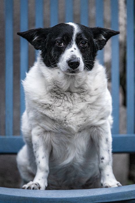 Opieka nad Psem, Kotem, Wyprowadzanie Psów | Certyfikowany petsitter