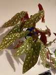 Begonia Maculata