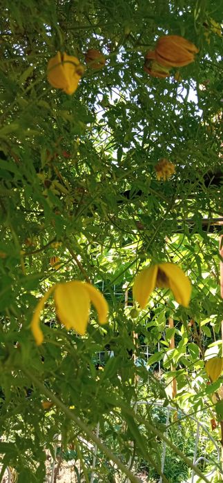 Bill MacKenzie Powojnik Clematis pnącze ogrodowe