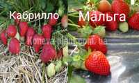 Елітні Фриго саджанці клубніки саженцы клубники перша репрдукція!