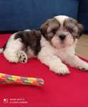 Śliczny Piesek Shih Tzu