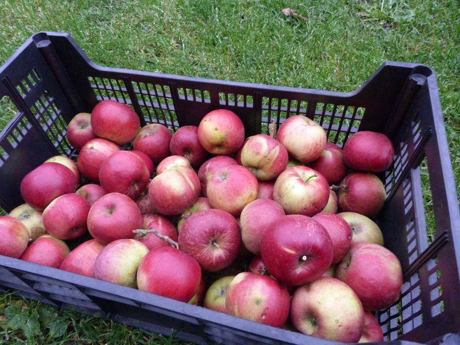 Jabłka zimowe z sadu RÓŻNE ŚLĄSK