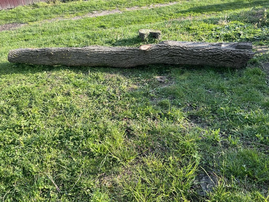 Drzewo Pień orzecha włoskiego idealny do mebli lub blatów