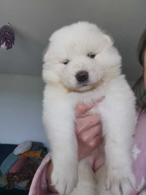 Piesek rasy Samoyed z rodowodem