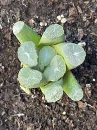 Хавортия Маугани Haworthia Maughanii Japan