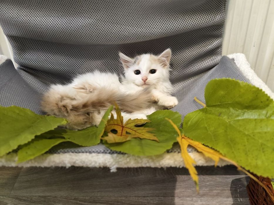 Кішечка в пошуках родини