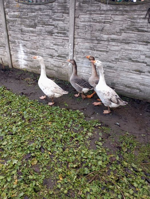 Sprzedam białe gęsi