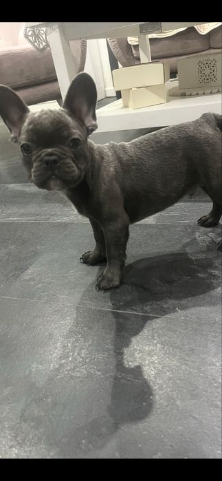 Piesek bulgog francuski szczeniak