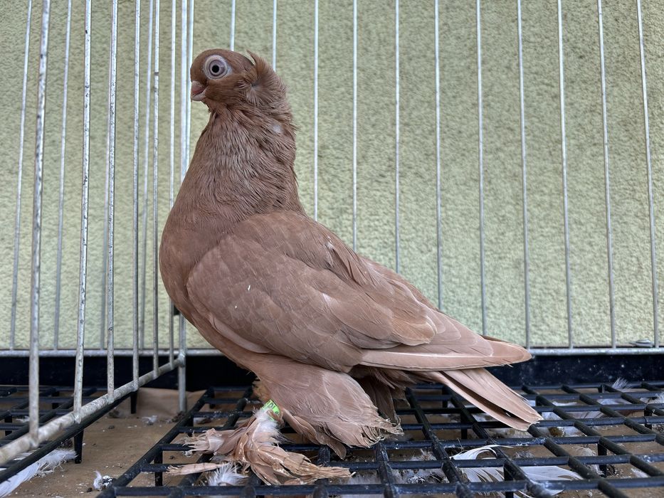 Gołębie ozdobne. Wywrotek mazurski samczyk 2025r