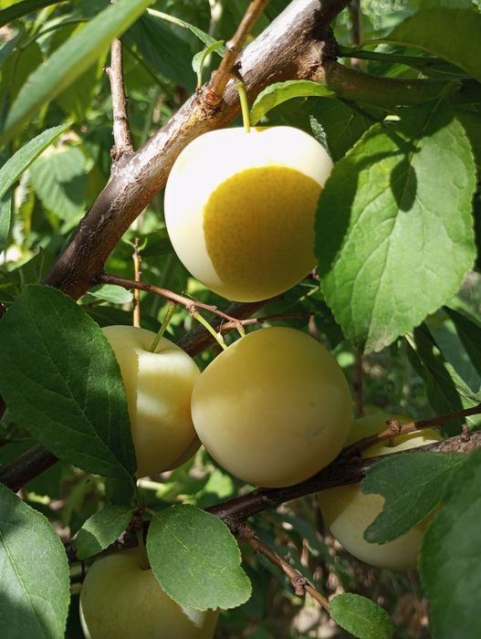 Черенки для прививки