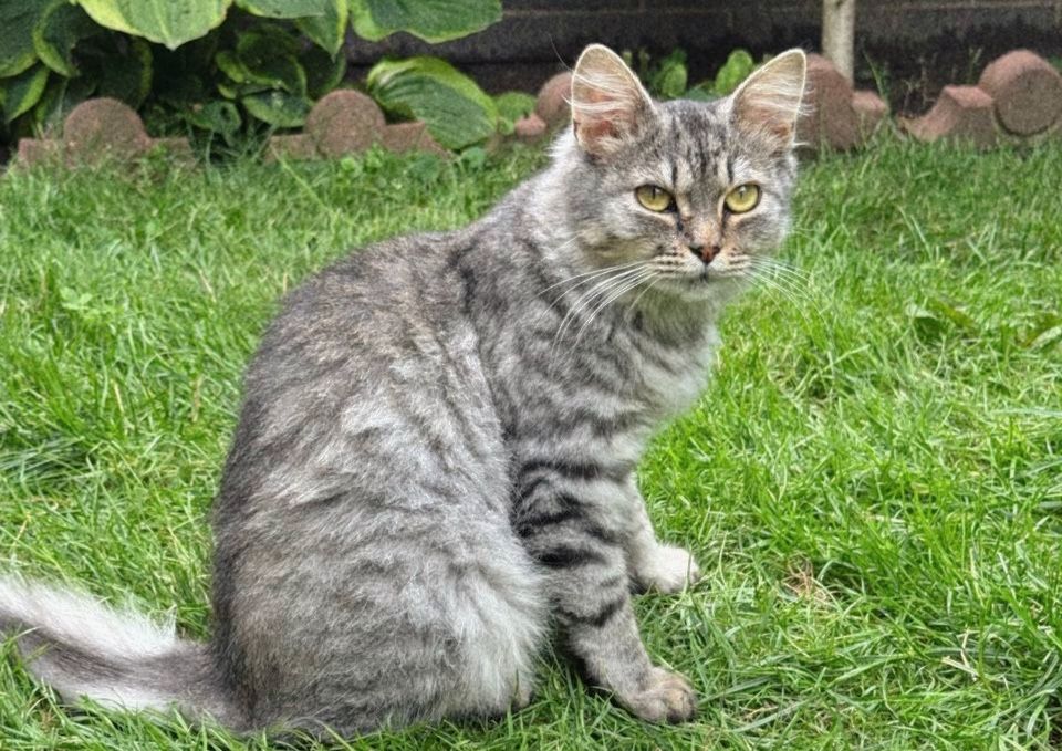 Котик Лютик шукає сімʼю