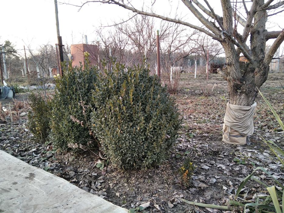 великі і молоденькі кущі самшиту