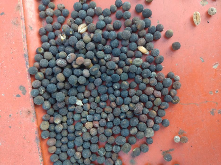 Wyka kosmata ozima ekologiczna