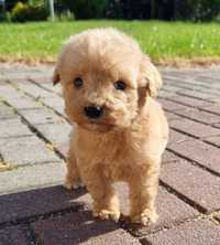 Piesek GOLDENDOODLE F1 Medium po rodzicach FCI